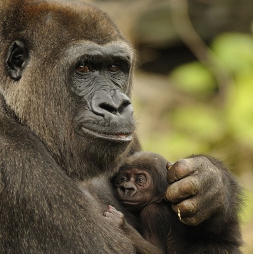 Endangered Gorilla Born at Disney’s Animal Kingdom
