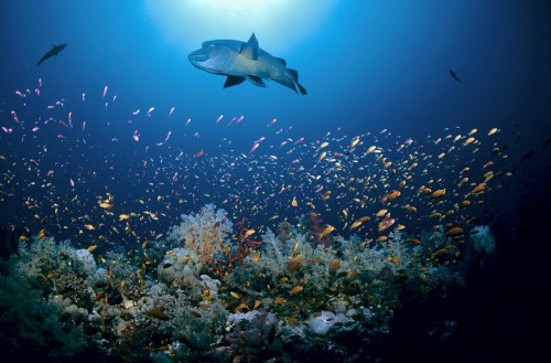 DisneyNature to Save 35,000 Acres of Coral Reef in Bahamas