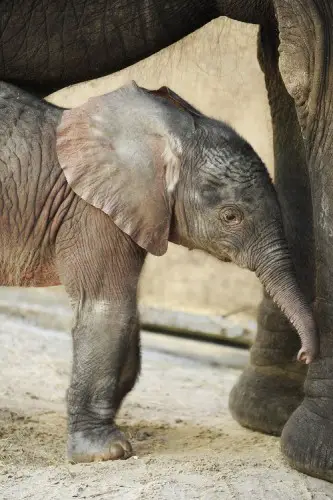Baby Elephant Arrives at Disney’s Animal Kingdom