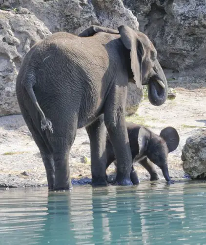 Baby Elephant Takes First Steps on Kilimanjaro Safaris Savannah