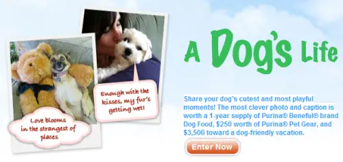 Disney Family A Dogs Life Contest