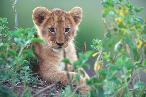 Disneynature's AFRICAN CATS Opens Earth Day 2011