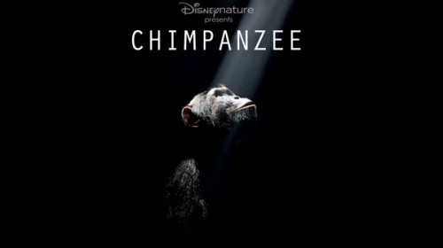 Disneynature's CHIMPANZEE Official Trailer