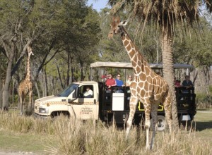 Afternoon Game Drive Paired with Dinner at Disney’s Animal Kingdom Lodge