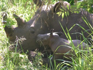 Disney’s Animal Kingdom Celebrates White Rhino Birth in Uganda