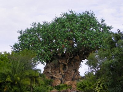 Around The 'Disney' World - Animal Kingdom's Discovery Island