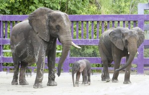 New Baby Elephant Takes Center Stage at Disney’s Animal Kingdom