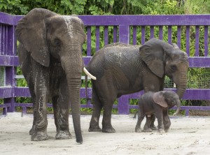 “Strong as a Rock,” Disney’s Baby Elephant Receives Swahili Name