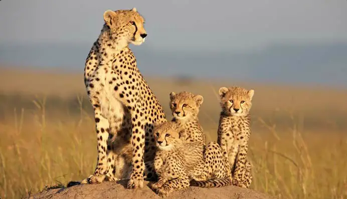 African Cats cheetahs