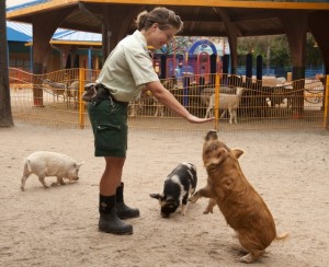 Rare Pigs Debut at Disney’s Animal Kingdom