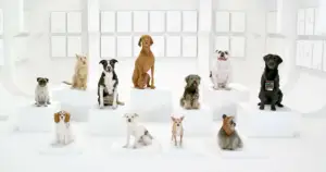 The Bark Side: 2012 Volkswagen Game Day Commercial