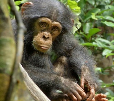 CHIMPANZEE Crafts and Activities