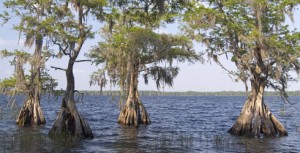 You should check out The Disney Wilderness Preserve