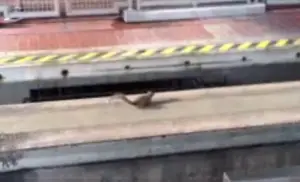 Squirrel holds up Monorail at Disney World for 45 mins