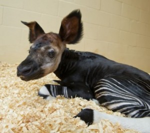 Baby Okapi Welcomed at Disney’s Animal Kingdom