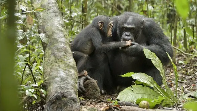 Disneynature Chimpanzee Oscar