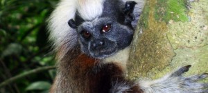 Cotton-top Tamarins celebrated throughout the month of August