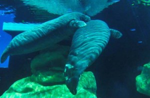 Manatee Day at Epcot Helps Educate Guests