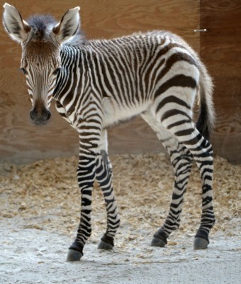 Baby Zebra at Animal Kingdom
