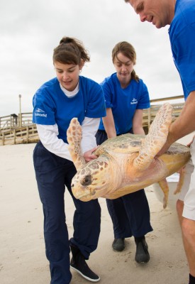20140108_Canaveral Sea Shore Turtle Release_10 (1)
