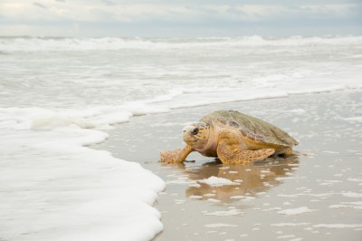 20140108_Canaveral Sea Shore Turtle Release_12