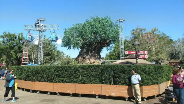 Preparations Begin for 'The View' Taping at Animal Kingdom