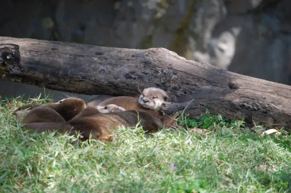 Animal Kingdom Otters