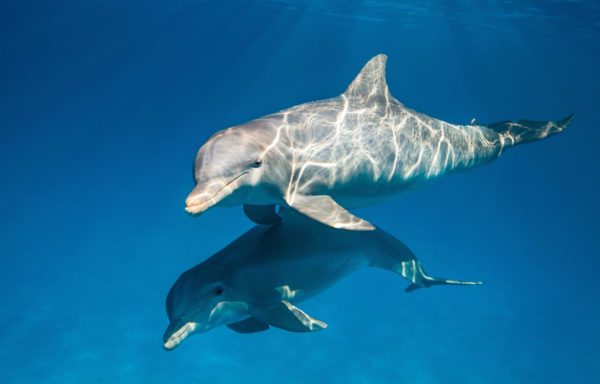 DisneyNature heads under the Sea with all new trailer for "Dolphins"