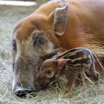 Adorable Red River Hogs Born at Animal Kingdom Lodge in Walt Disney World