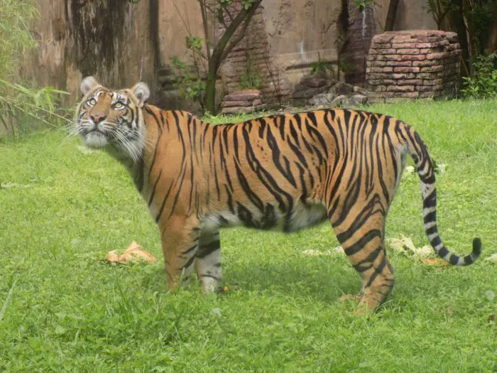 Animal Kingdom Sumatran Tiger "Sohni" Is Expecting Tiger Cubs