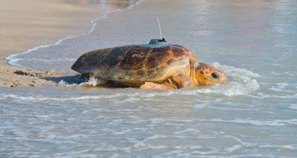Tour de Turtles This Saturday at Disney's Vero Beach Resort!