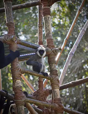 Get to Know One of the Gibbons at Animal Kingdom - Harper
