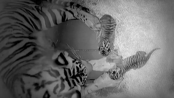 The Sumatran Tiger "Sohni" At Animal Kingdom Has Given Birth To Two Cubs