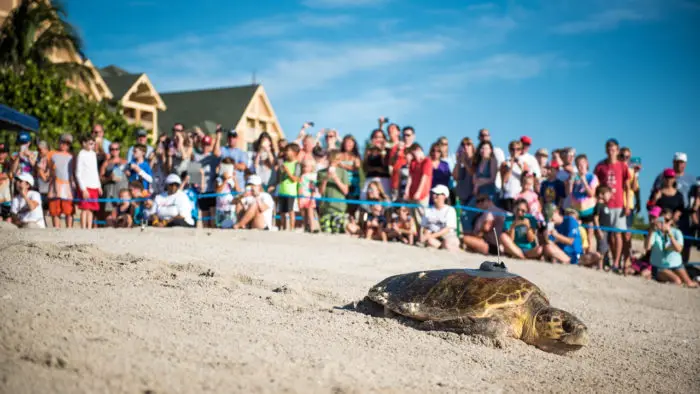 10th Annual Tour de Turtles Event At Disney's Vero Beach Resort