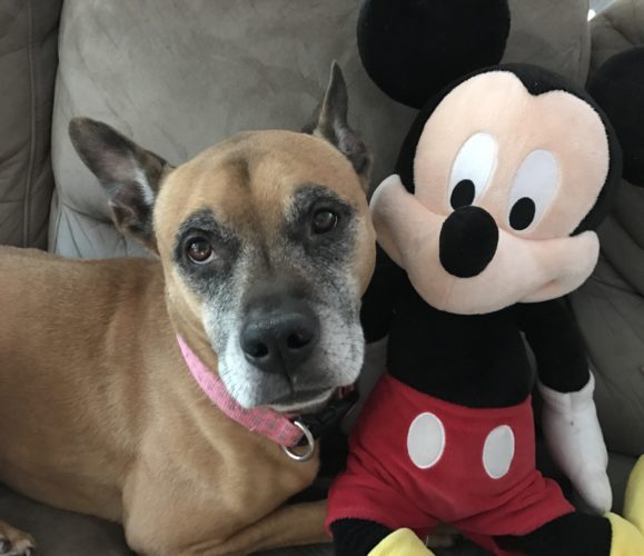 Pets Welcome at Disney World Resorts for Hurricane Irma