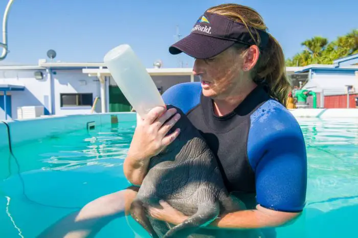 SeaWorld Orlando Rescue Team Gives Aid To Animals Impacted By Hurricane Irma
