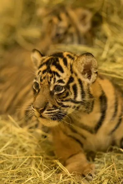 Animal Kingdom Sumatran Tiger Cubs Announced As Brother and Sister