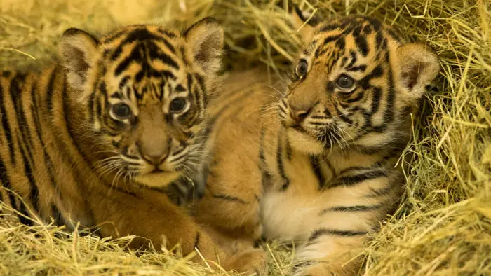 Sumatran Tiger Cubs