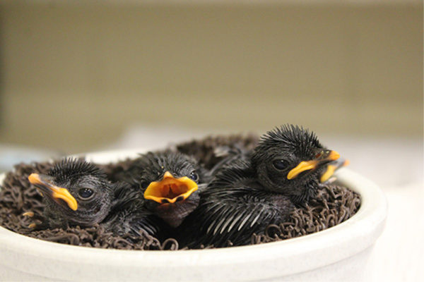 Four Hooded Pitta Hatchlings Being Raised by Disney Cast Members