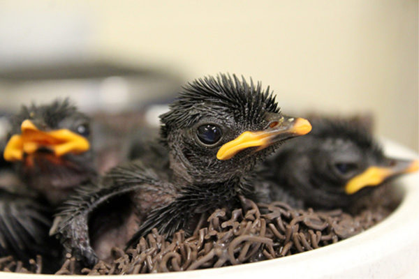 Four Hooded Pitta Hatchlings Being Raised by Disney Cast Members