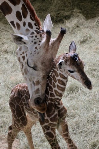 Baby Giraffe Born at Disney's Animal Kingdom