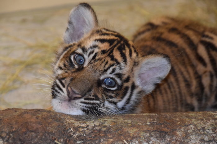 Names Announced For Sumatran Tiger Cubs at Disney's Animal Kingdom