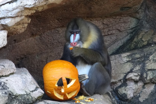 Animal Enrichment: Disney World Animals Playing With Pumpkins