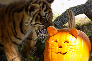 Animal Enrichment: Disney World Animals Playing With Pumpkins