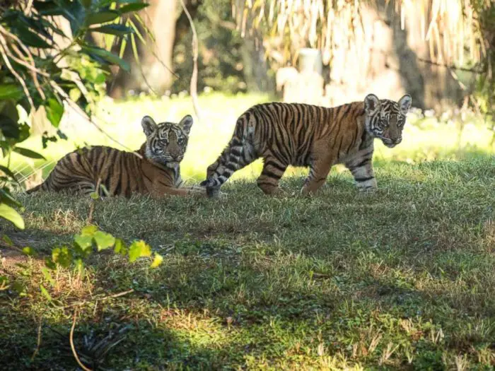 New Tiger Cubs Make First Appearance Since Birth