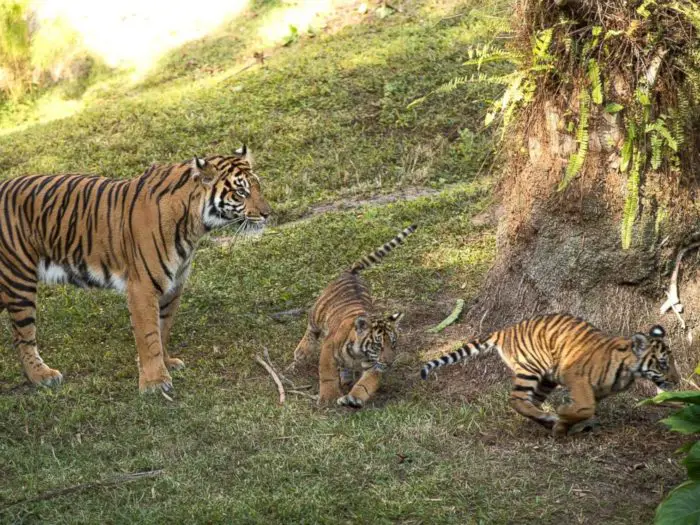 New Tiger Cubs Make First Appearance Since Birth