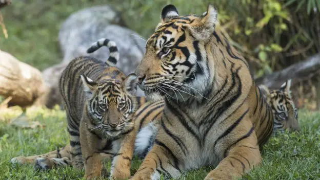 Disney’s Care and Conservation of Tigers Supports Species