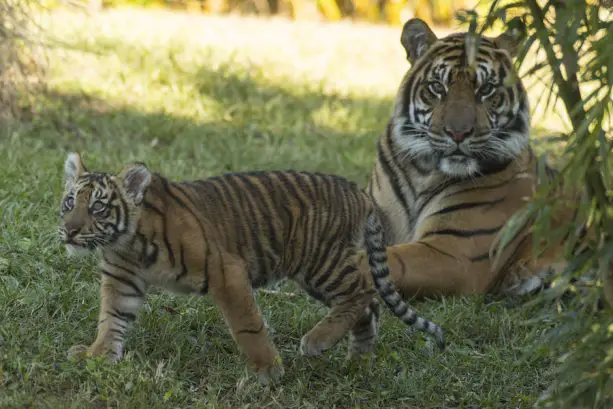 Disney’s Care and Conservation of Tigers Supports Species