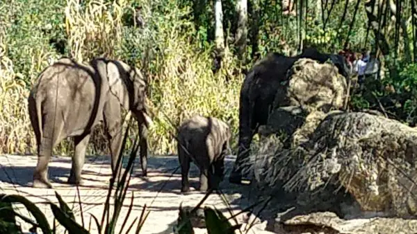 Baby Elephant, Stella, Celebrates Her First Birthday at Disney's Animal Kingdom