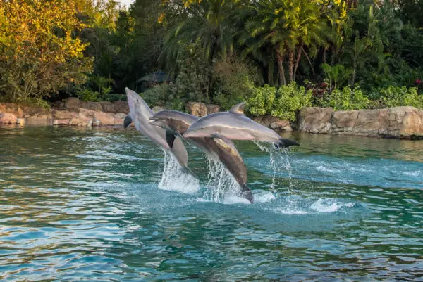 Dine Alongside Dolphins During Discovery Cove's Paradise Nights